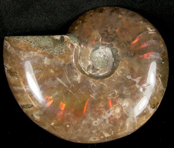 Flashy Red Iridescent Ammonite - Wide #10342